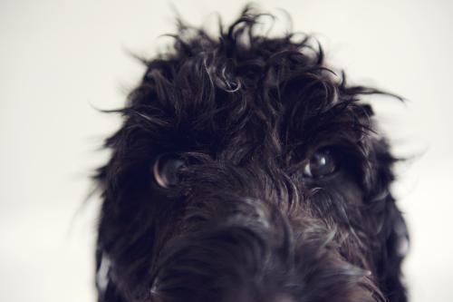 Close up of black dogs eyes
