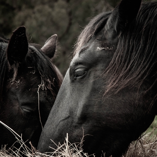 close up of black friesian horse heads eating hay