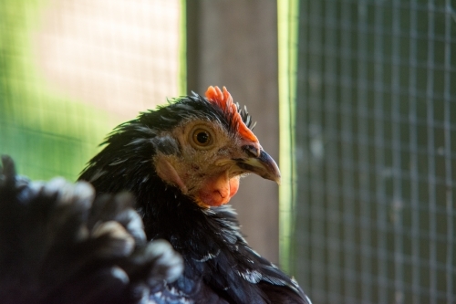 Close up of black hen