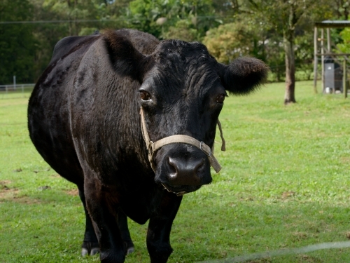 Close up of black miniature bull. A Dexter breed
