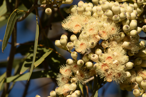 Close-up of bloodwood flower blossoms bathing in sunlight - Australian Stock Image