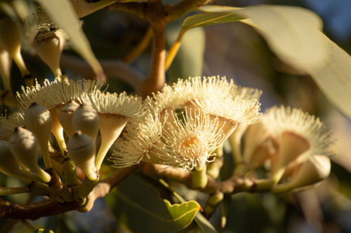 Close-up of bloodwood flower blossoms bathing in sunlight - Australian Stock Image