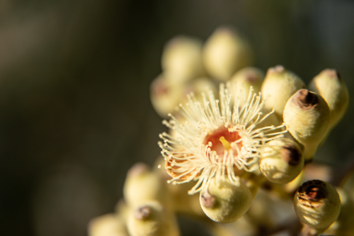 Close-up of bloodwood flower blossoms bathing in sunlight - Australian Stock Image