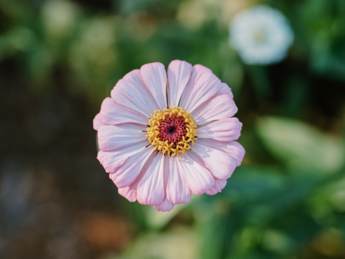 Close-up of blooming pink zinnia in the garden - Australian Stock Image