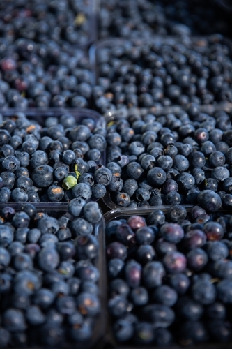 close up of blueberries at the markets