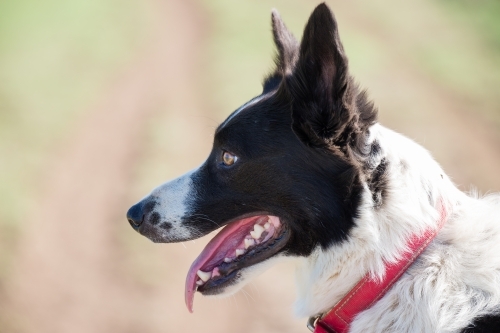 Close up of border collie dog - Australian Stock Image