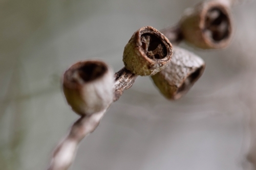 Close up of bottlebrush seed pods with a blurry background - Australian Stock Image