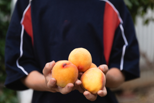 Close up of boy holding freshly picked ripe peaches from a backyard fruit tree - Australian Stock Image