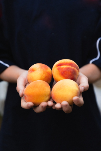 Close up of boy holding freshly picked ripe peaches from a backyard fruit tree - Australian Stock Image