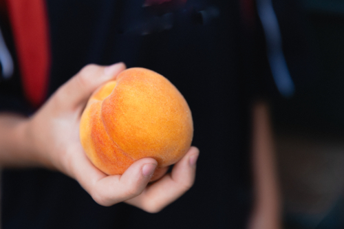 Close up of boys hand holding a freshly picked ripe peach from a backyard fruit tree - Australian Stock Image