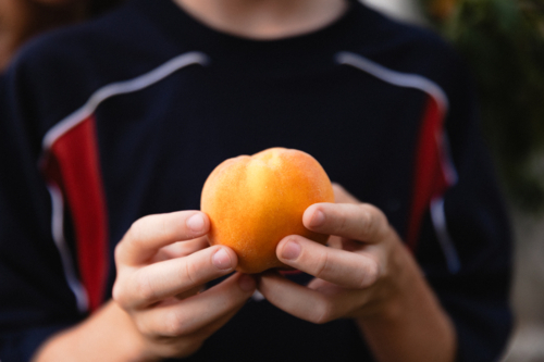 Close up of boys hands holding a freshly picked ripe peach - Australian Stock Image