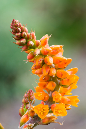Close-up of bright orange succulent flowers in bloom - Australian Stock Image
