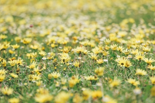 Close-up of bright yellow cape weed in grass