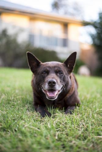 close up of brown Australian Kelpie dog with grey chin laying down on lawn in front of house