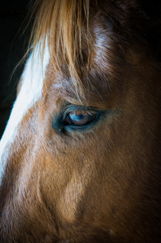 Close up of brown horse's eye - vertical - Australian Stock Image