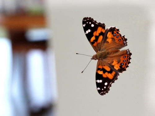 Close up of butterfly on window - Australian Stock Image