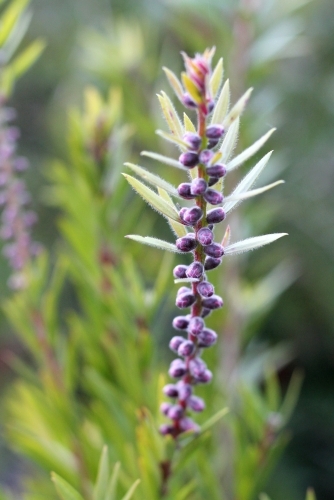Close up of callistemon before flowering - Australian Stock Image