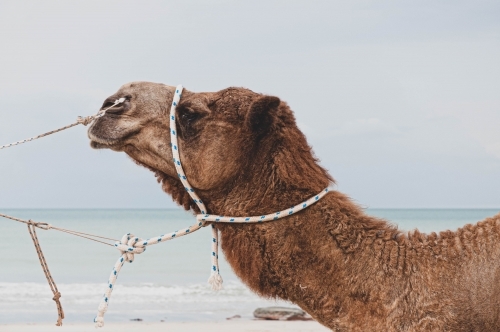 close up of camel with lead ropes on the beach