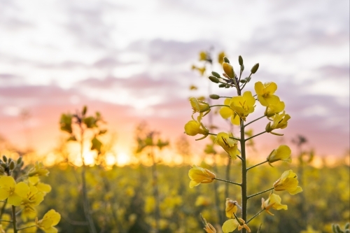Close up of canola flower at sunrise - Australian Stock Image