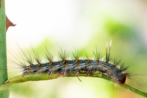 Close up of caterpillar on a rose stem