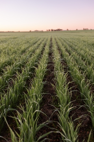 Close up of cereal crop rows at sunrise - Australian Stock Image