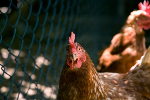 Close up of chicken next to fence - Australian Stock Image