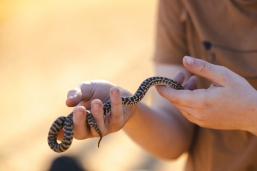Close up of child's hands holding pet Children's Python snake - Australian Stock Image