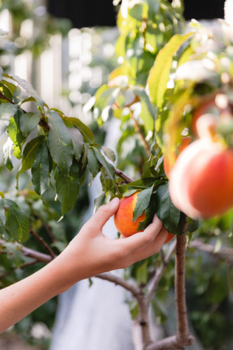 Close up of Childs hand picking ripe peaches from a backyard fruit tree - Australian Stock Image