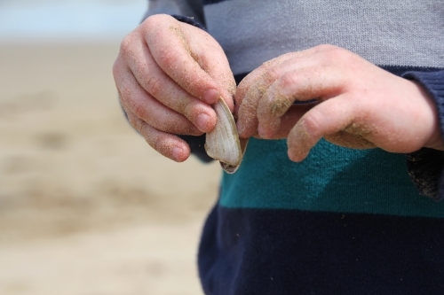 Close up of childs hands opening shell on beach - Australian Stock Image