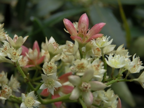 Close up of Christmas Bush flowers - Australian Stock Image