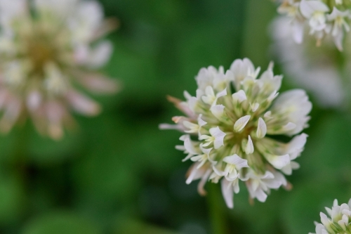 Close up of clover flower with a blurred green background
