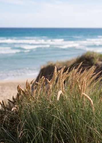 close up of coastal grasses on sand dunes at a surf beach