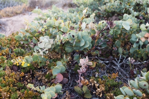 Close-up of coastal shrubs - Australian Stock Image