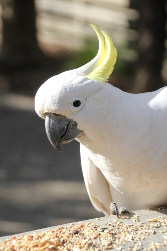 Close up of cockatoo on stand with bird seed - Australian Stock Image