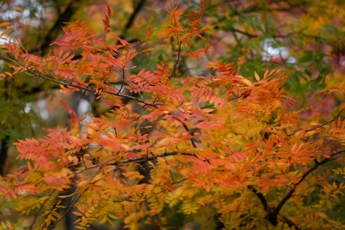 Close up of colourful autumn leaves - Australian Stock Image