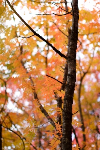 Close up of colourful autumn leaves