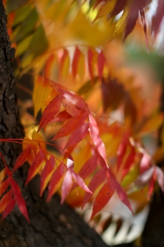 Close up of colourful autumn leaves - Australian Stock Image