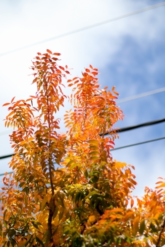 Close up of colourful autumn leaves below a powerline - Australian Stock Image