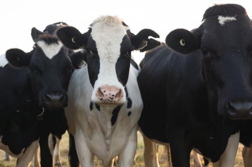 Close up of cow faces with soft lighting - Australian Stock Image