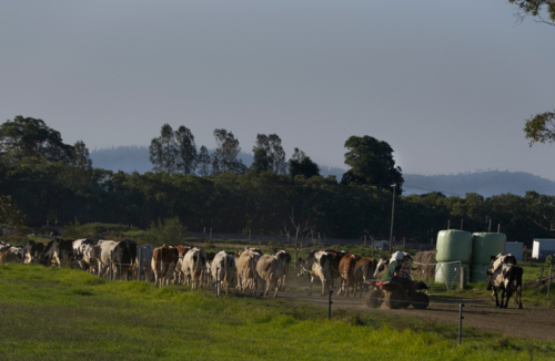 Close up of cows herded by farmer on a quad bike - Australian Stock Image