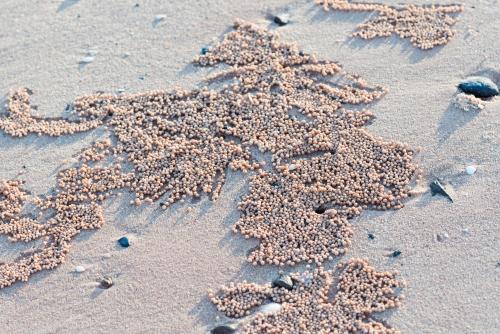 Close up of crab holes and excavations on beach sand - Australian Stock Image