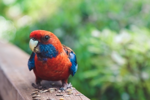Close up of crimson rosella on a veranda railing looking at camera - Australian Stock Image