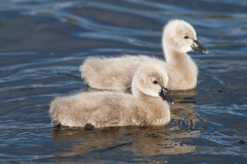 Close up of cygnets on a lake - Australian Stock Image