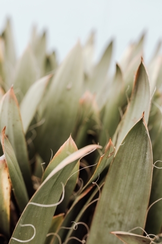 Close-up of dense tall-leafed foliage - Australian Stock Image
