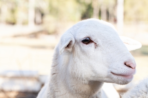 Close up of doper sheep eye - Australian Stock Image