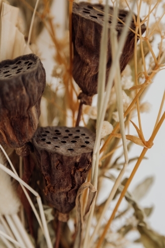 Close-up of dried lotus plant pods - Australian Stock Image