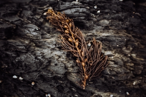 Close-up of dried seaweed plant on rock - Australian Stock Image