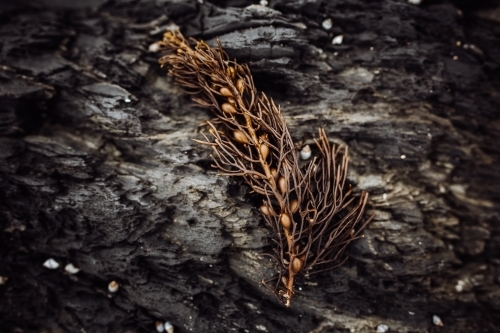 Close-up of dried seaweed plant on rock