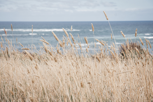 Close up of dry grasses with ocean in background - Australian Stock Image