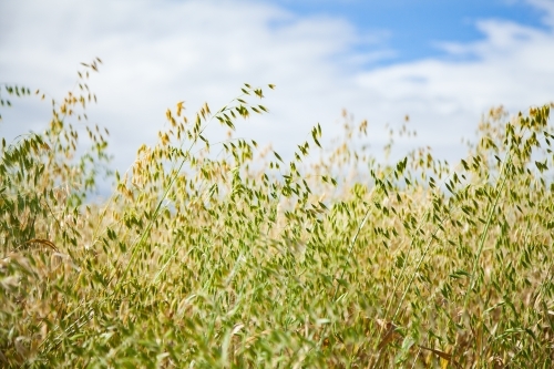 Close up of dry oat straw crop in a farm paddock - Australian Stock Image